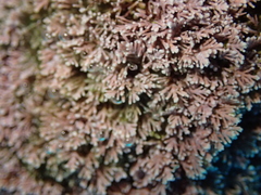 Corallina