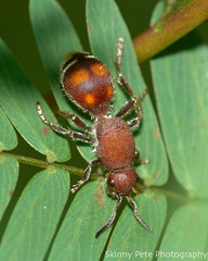 Dasymutilla quadriguttata