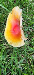 Amanita parcivolvata
