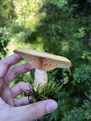 Lactarius
