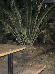 Encephalartos