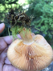 Lactarius