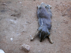Euxerus erythropus