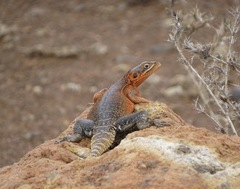 Agama caudospinosa