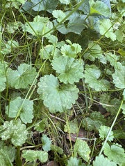 Glechoma hederacea