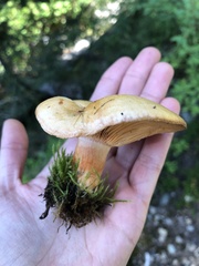 Lactarius