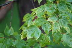 Acericecis ocellaris