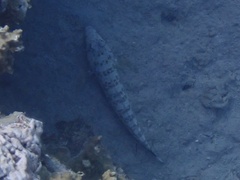 Parapercis millepunctata