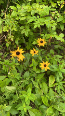 Rudbeckia