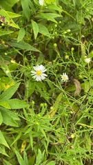 Symphyotrichum pilosum
