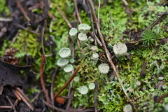 Cladonia pyxidata