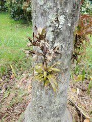 Tillandsia polystachia
