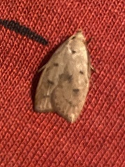 Machimia tentoriferella