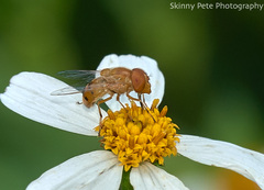 Copestylum sexmaculatum