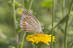 Polyommatus