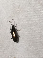 Statira