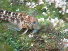 Microlipophrys canevae