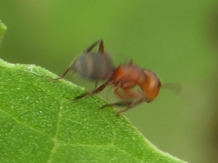 Camponotus rectangularis