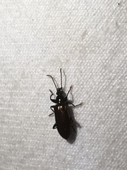 Statira
