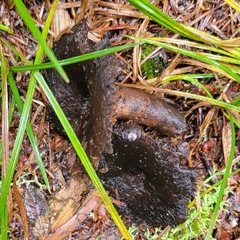 Scleroderma polyrhizum