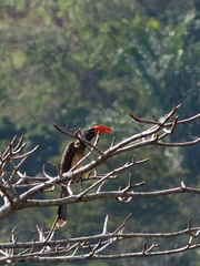 Lophoceros alboterminatus