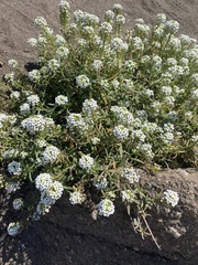 Lobularia