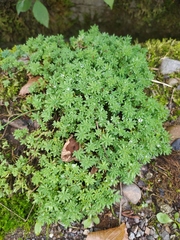 Sedum pallidum