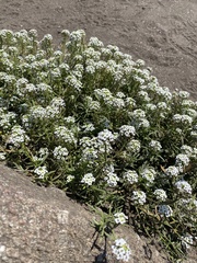 Lobularia