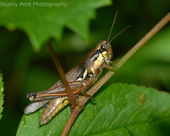 Paroxya atlantica