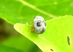 Melittochlamys pavonina