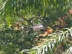 Lophoceros alboterminatus