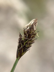 Carex micropoda