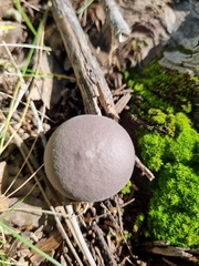 Lycoperdon subincarnatum
