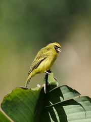 Crithagra capistrata