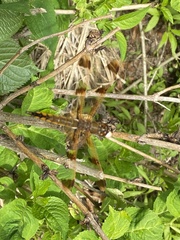Libellula semifasciata