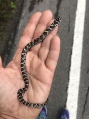 Lampropeltis triangulum