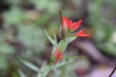 Castilleja miniata