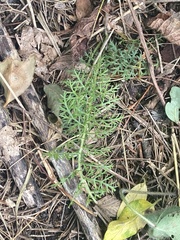 Achillea millefolium