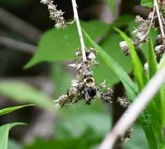 Eristalis flavipes