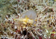 Crimora papillata