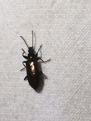Statira