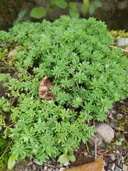 Sedum pallidum