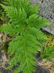 Davallia fejeensis