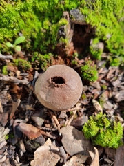Lycoperdon subincarnatum