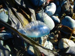 Physalia physalis
