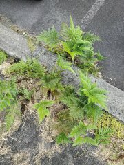 Davallia fejeensis