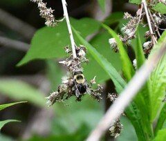Eristalis flavipes