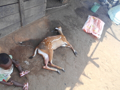 Tragelaphus scriptus