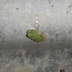 Hyla versicolor