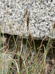 Carex micropoda
